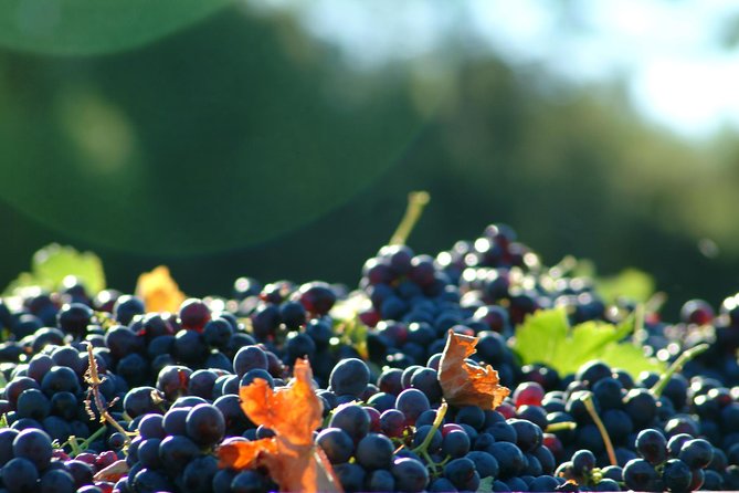 Aix-en-Provence Half-Day Wine Tour Including Tasting, Transfer - Benefits of Private Wine Tours