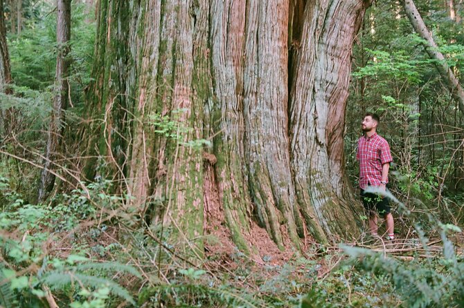 Ancient Trees of Vancouver Walking Tour - Pricing and Booking