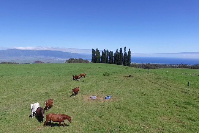 Best Haleakala Downhill Self-Guided Bike Tour With Maui Sunriders - Policies and Refunds