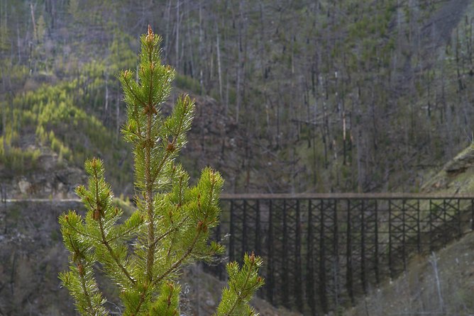 Bicyle Tour on Historical Kettle Valley Railway From Myra Canyon to Penticton - Customer Reviews