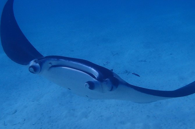 Bora Bora: Luxury Private Half Day Snorkeling Tour - Tour Inclusions and Guide Provided