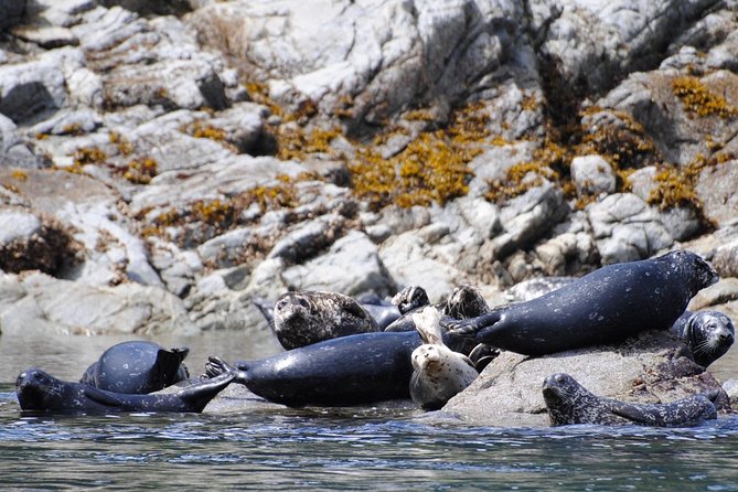 British Columbia: Salish Sea Half-Day Whale and Wildlife Tour  - Vancouver Island - Reviews and Ratings