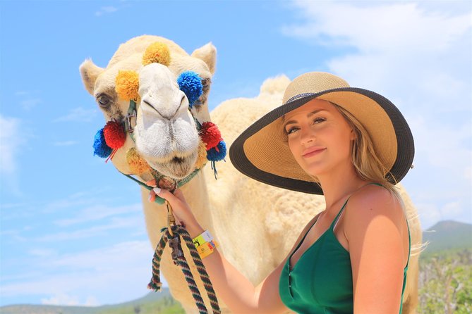 Cabo San Lucas Camel Ride With Mexican Buffet and Tequila Tasting - Guest Experiences