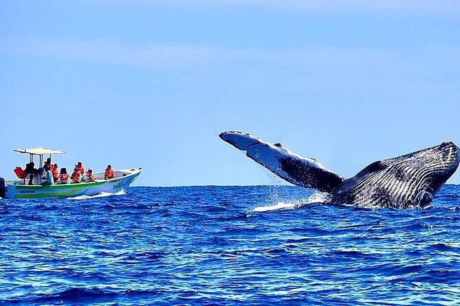 Cabo San Lucas Whale Watching Tour With Photos Included - Customer Reviews