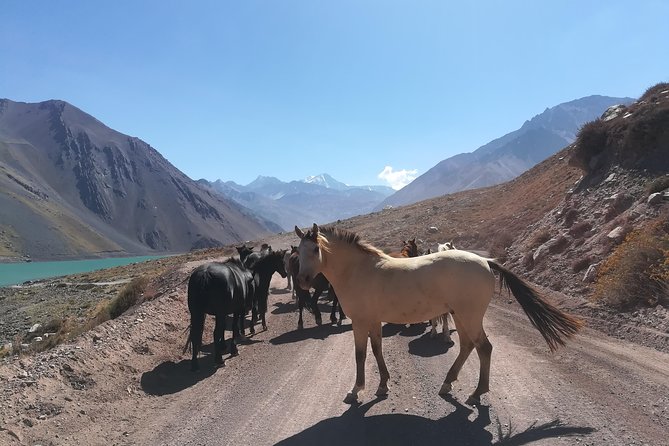 Cajon Del Maipo Including Wine With Picnic and Empanada - Traveler Feedback and Reviews