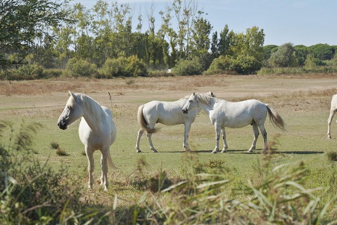 Camargue 4x4 Safari Day - What to Expect