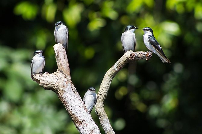 Canoe Tour in Tortuguero National Park - Viator Help Center