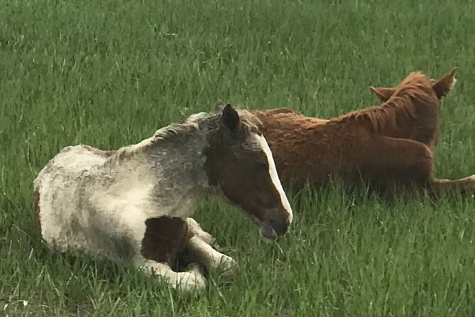 Chincoteagues Up The Bay Pony and Wildlife Tour by Boat - Booking Details