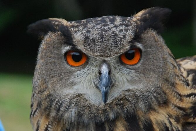 Colorado Springs Hands-On Falconry Class and Demonstration - Additional Information