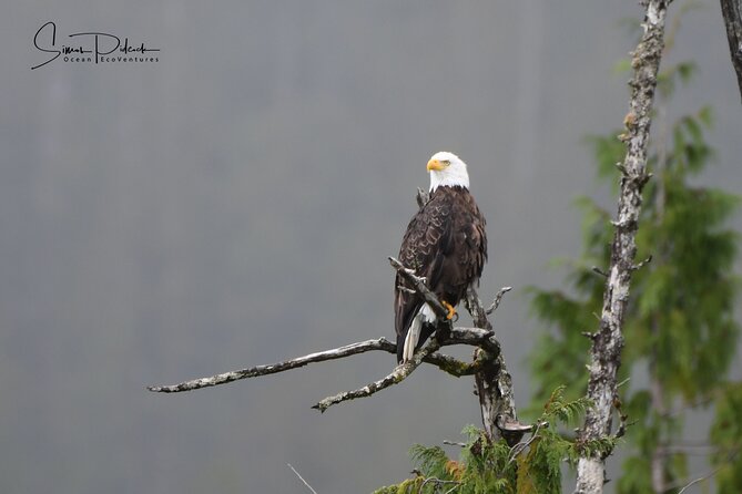 Cowichan Bay Half Day Whale & Wildlife Adventure - What to Bring