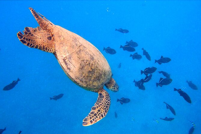 Diamond Head Sailing and Turtle Snorkeling Tour in Waikiki - Traveler Photos Showcase