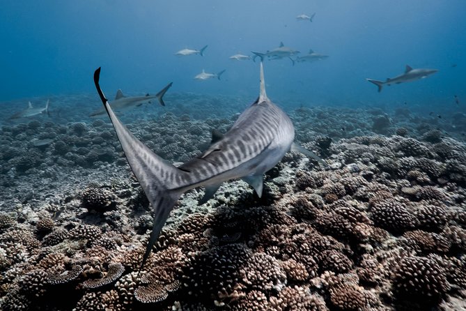 Dive With the Sharks, Moorea and Tahiti - Logistics Details