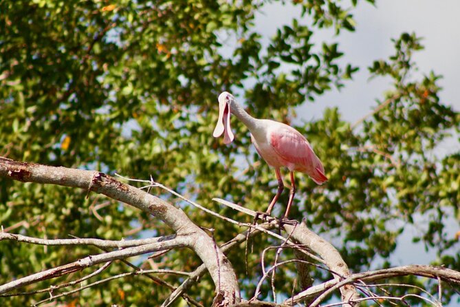 Dolphin and Manatee Boat Tour in 10,000 Islands NWR - Photography and Additional Information