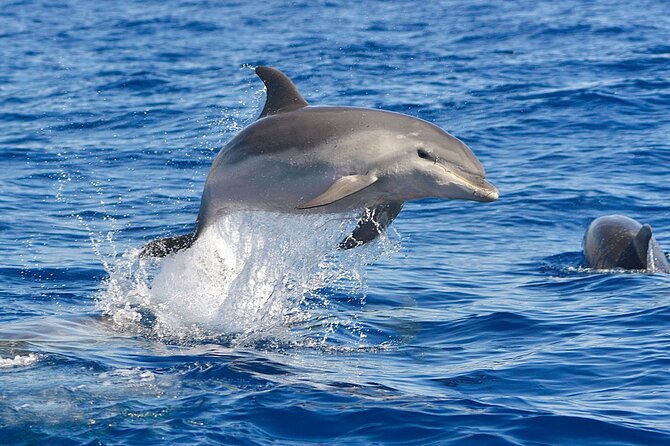 Dolphin Watching Tour With Snorkeling From Olbia - Tour Guide Antonio