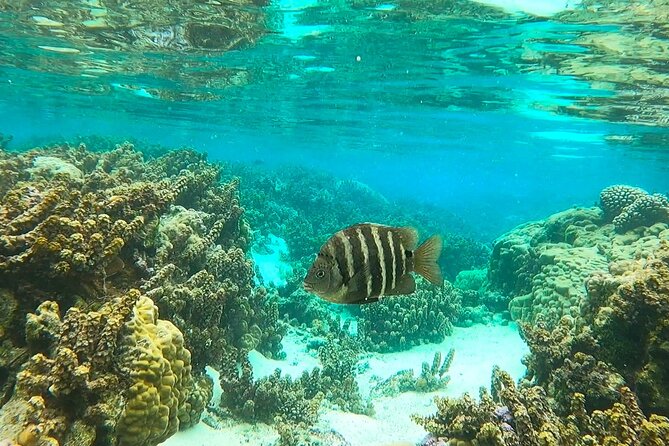 Enjoy Snorkeling With Our Multicolors Fishes in TAHAA FAMOUS CORAL GARDEN - Marine Life Encounter