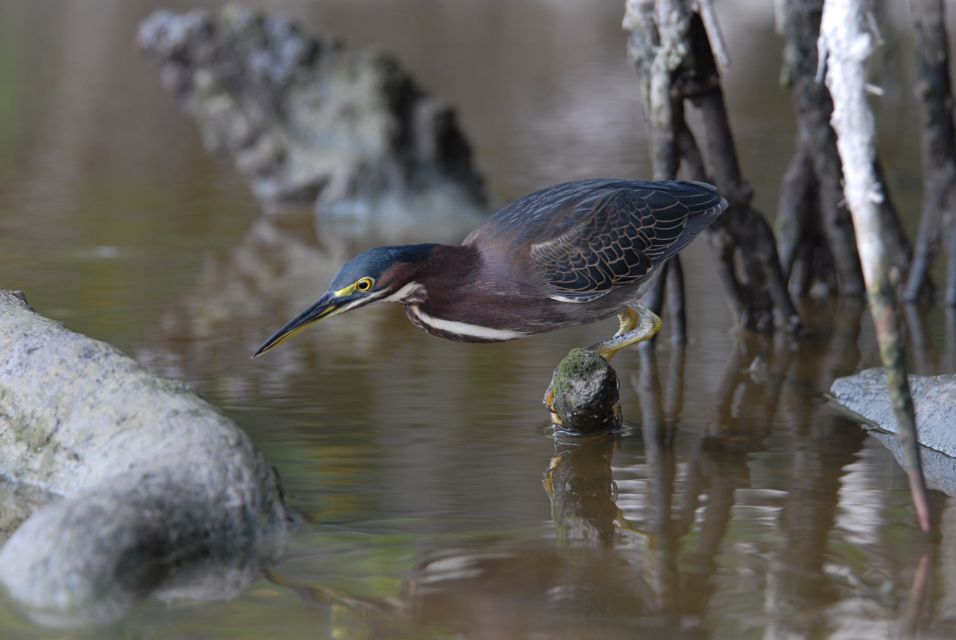 Everglades National Park: Private 2.5-Hour Photo Safari - Inclusions