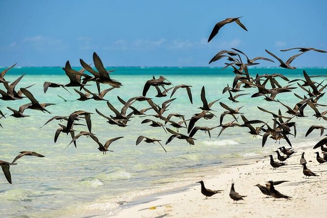 Excursion to Tetiaroa by Catamaran Visit Lunch Snorkeling - Lunch on Board