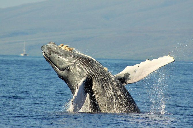 Eye-Level Whale Watching Eco-Raft Tour From Lahaina, Maui - Customer Reviews - Whale Watching Experience