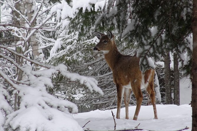 Fire Man Guided Snowshoe Tour - Wildlife Tracking