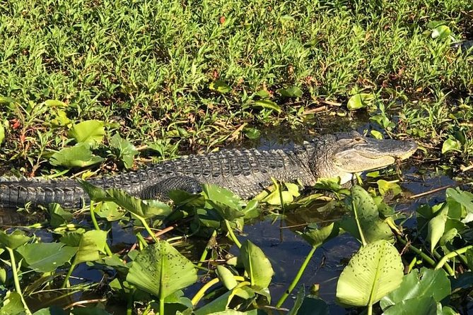 Florida Everglades Airboat Tour and Wild Florida Admission With Optional Lunch - Tour Highlights and Activities