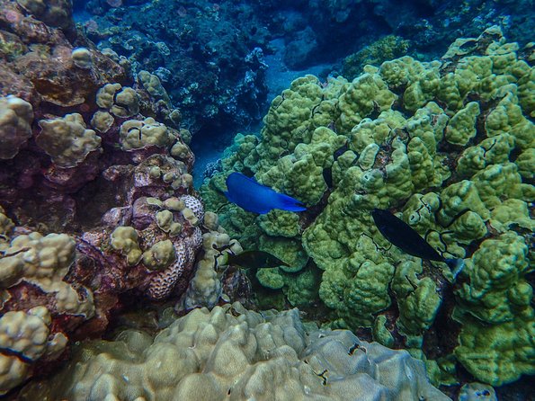 Four Winds II Molokini Snorkeling Tour From Maalaea Harbor - Cancellation Policy