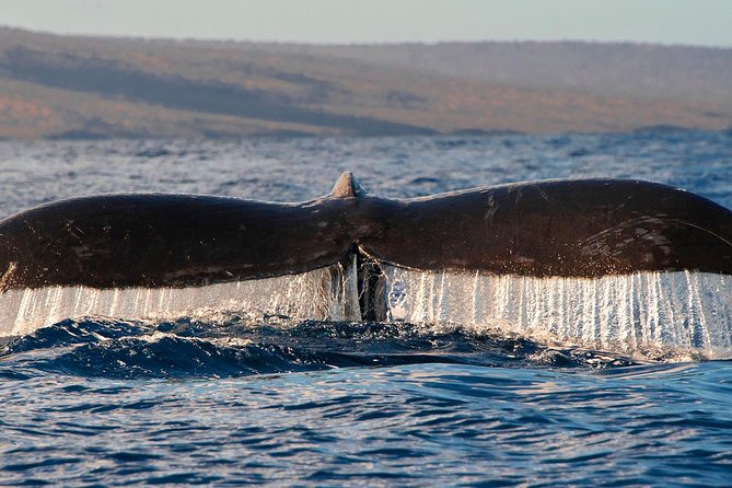 From Maalaea Harbor: Whale Watching Tours Aboard the Quicksilver - Customer Reviews and Recommendations