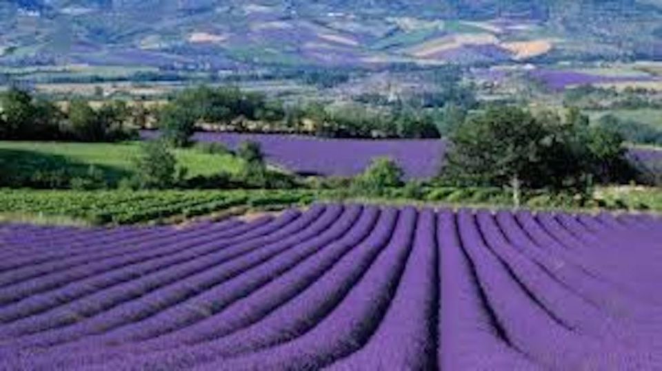 From Nice: Full-Day Provence and Lavender Tour - Full-Day Tour Description