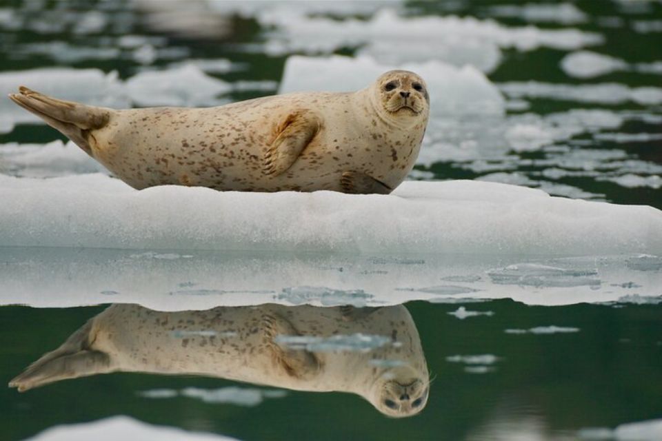 From Whittier/Anchorage: Prince William Sound Glacier Cruise - Reservation Options