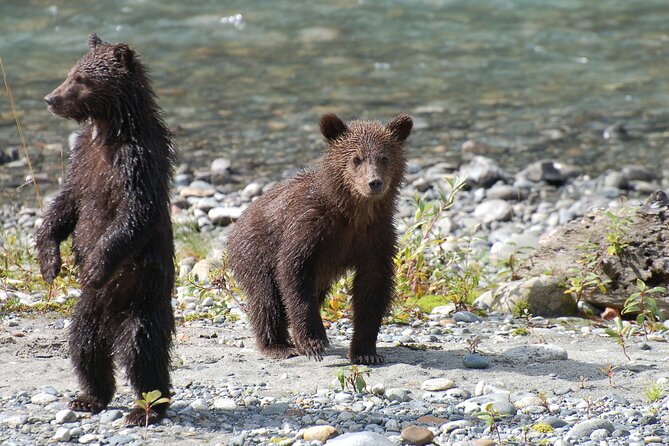 Full Day Grizzly Bear Tour to Bute Inlet - Reviews and Ratings