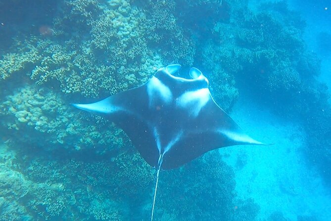 Full-Day Lagoon Safari Tour With Lunch in Bora Bora - Shared Tour - Group Size and Logistics