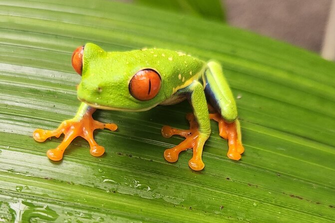 Full Day Poas Volcano, La Paz Waterfall Gardens and Coffee Plantation Experience - Booking Information