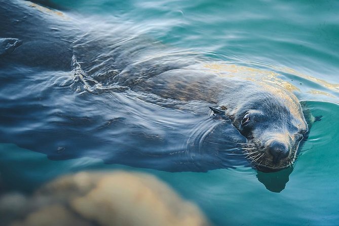 Glass-Bottom Boat Cruise in Cabo San Lucas - Customer Reviews