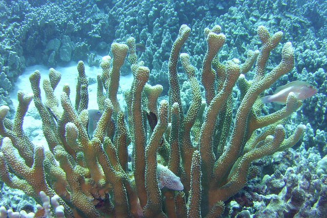 Glass-bottom Boat Reef Tour - Customer Service Experience