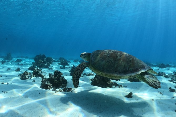 Glass-Bottomed Boat Tour With Lunch and Snorkeling, Moorea - Experience Highlights