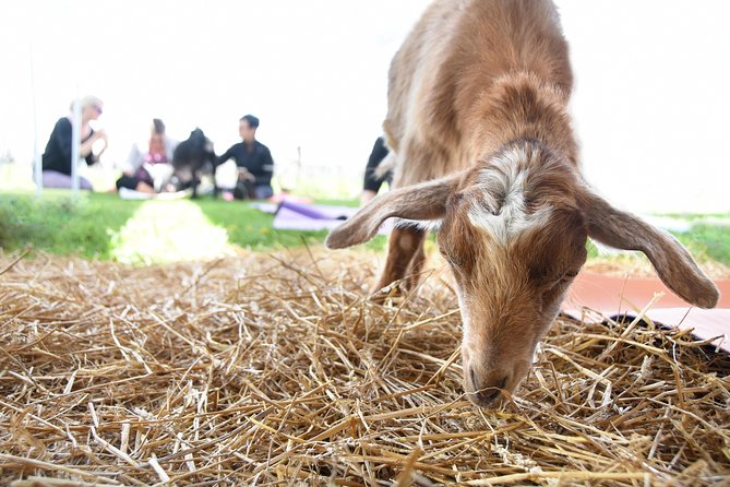 Goat Yoga and Wine Tasting - What to Expect During Goat Yoga