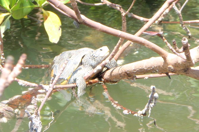 Guided Kayak Eco Tour - Bunche Beach - Guide and Staff