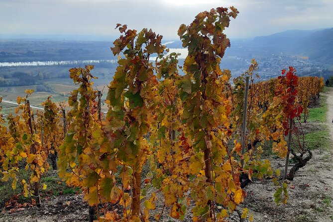 Guided Tour and Wine Tasting Northern Rhône Valley - Visited Wineries