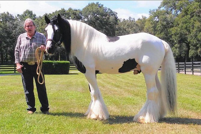 Gypsy Gold Horse Farm Tour - Horse Breed Discovery