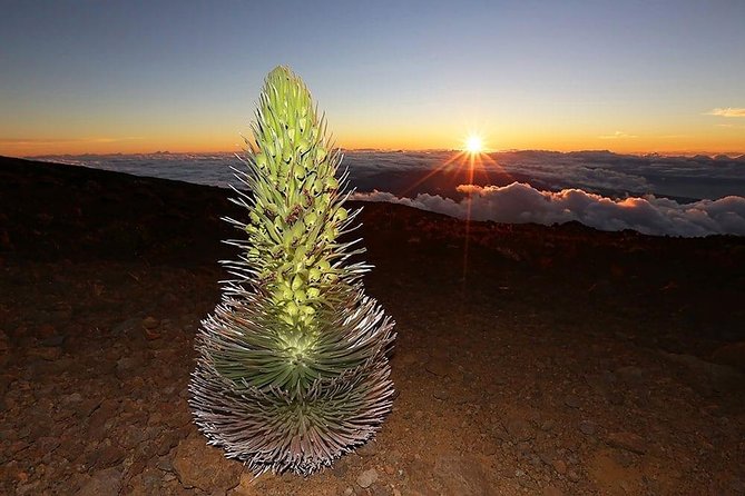 Haleakala Maui Sunset Tour - Cancellation Policy and Reviews