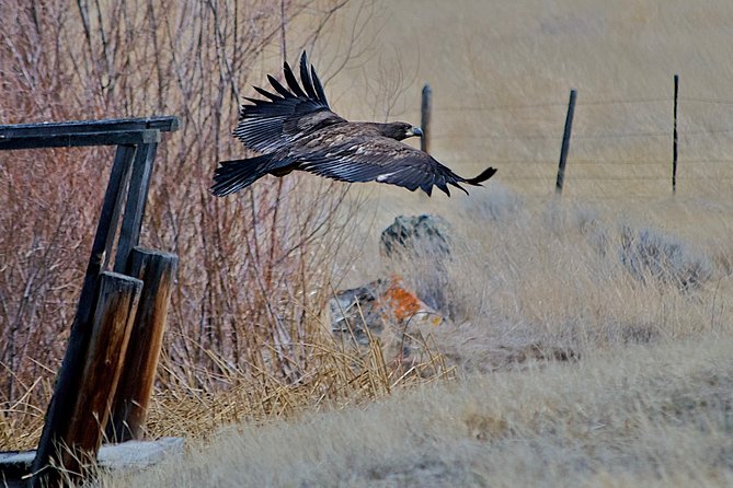 Half Day Birdwatching in the South Okanagan - Reviews and Testimonials