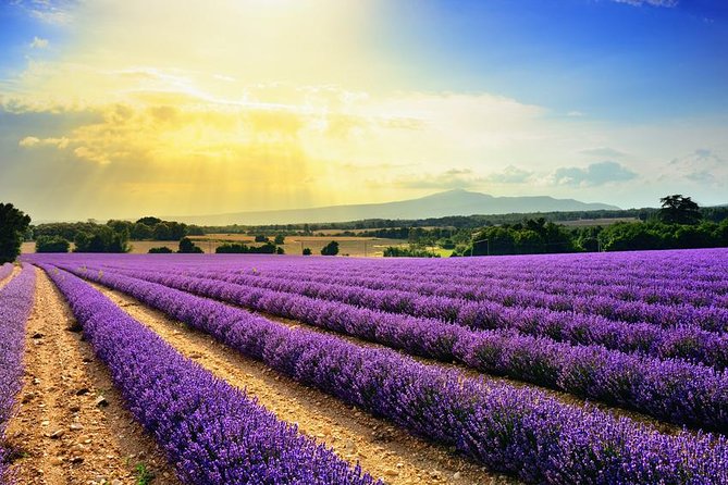 Half-Day Excursion to the Lavender Fields From Avignon - Additional Information