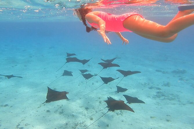 Half Day Lagoon Safari Tour in Bora Bora- Shared Tour - Coral Gardens and Marine Encounters