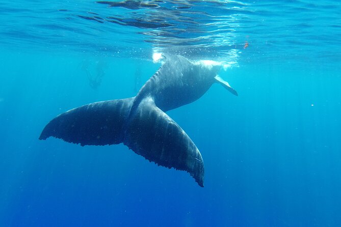 Half-Day Small-Group Swim With Humpback Whales Tour, Moorea  - Papeete - Cancellation Policy