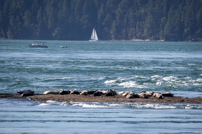 Half-Day Whale Watching Adventure From Vancouver - Experience Expectations