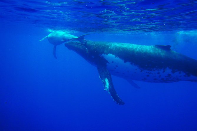 Half-Day Whale Watching and Swimming Tour, Moorea - Customer Feedback