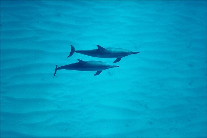 Hawaii: Oahu Dolphin and Sea Life Swimming and Snorkeling Trip  - Honolulu - Booking Details