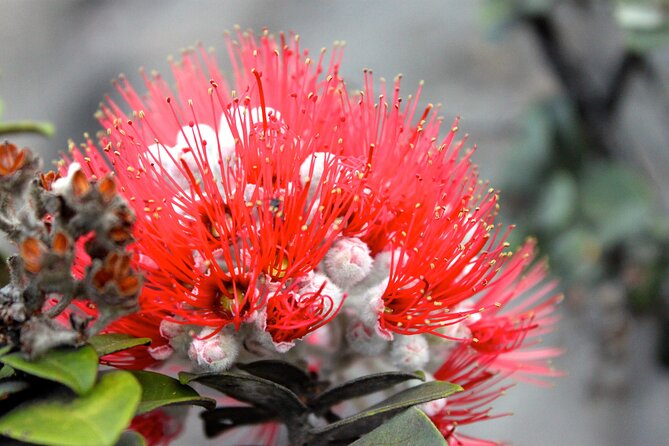 Hawaii Volcanoes National Park and Hilo Highlights Small Group Tour - Pricing, Booking, and Availability