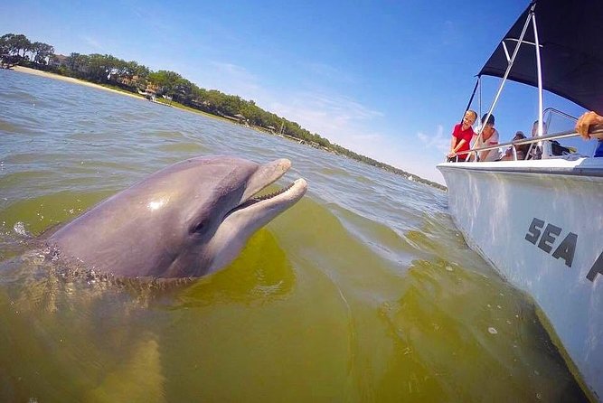 Hilton Head Dolphin Tour With Stop at Disappearing Island - Cancellation Policy