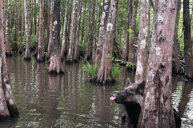 Honey Island Swamp Boat Tour With Transportation From New Orleans - Pickup and Travel Information