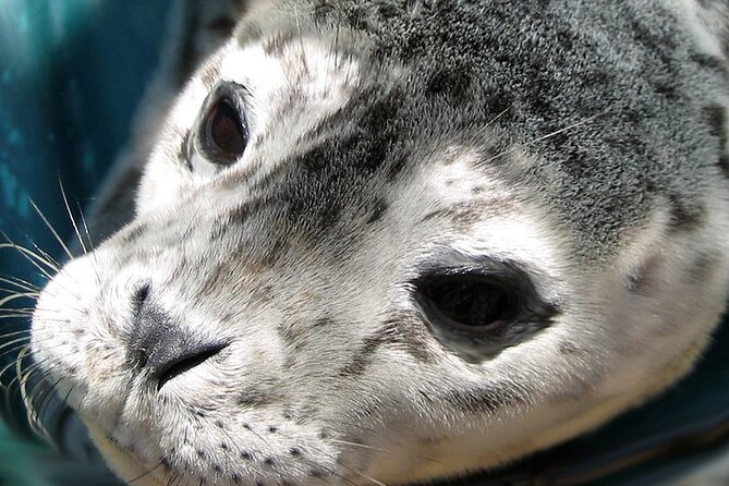 Howe Sound Sea Safari Cruise - Traveler Photos and Reviews